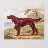Irish Setter 1900 Illustration of Sporting Dog Briefkaart (Voorkant)
