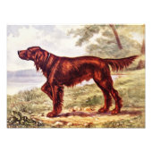 Irish Setter 1900 Illustration of Sporting Dog Foto Afdruk (Voorkant)