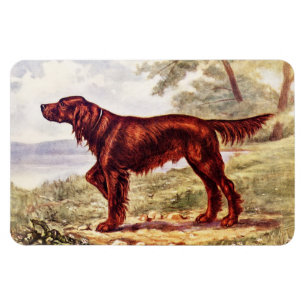 Irish Setter 1900 Illustration of Sporting Dog Magneet