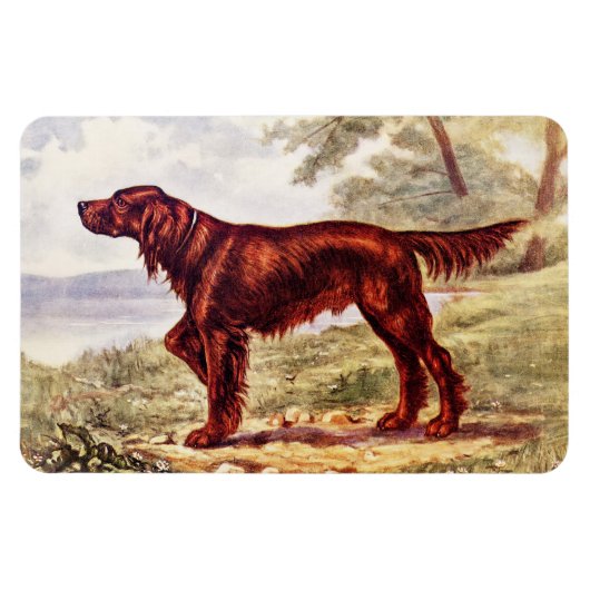 Irish Setter 1900 Illustration of Sporting Dog Magneet (Horizontaal)