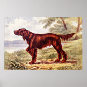 Irish Setter 1900 Illustration of Sporting Dog Poster (Voorkant)