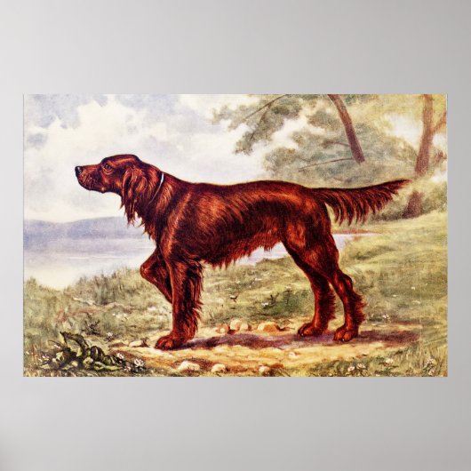 Irish Setter 1900 Illustration of Sporting Dog Poster (Voorkant)