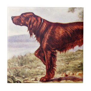 Irish Setter 1900 Illustration of Sporting Dog Tegeltje