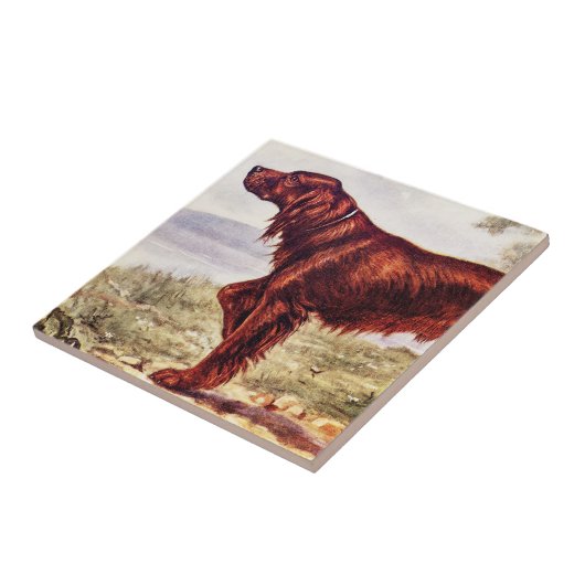 Irish Setter 1900 Illustration of Sporting Dog Tegeltje (Zijkant)