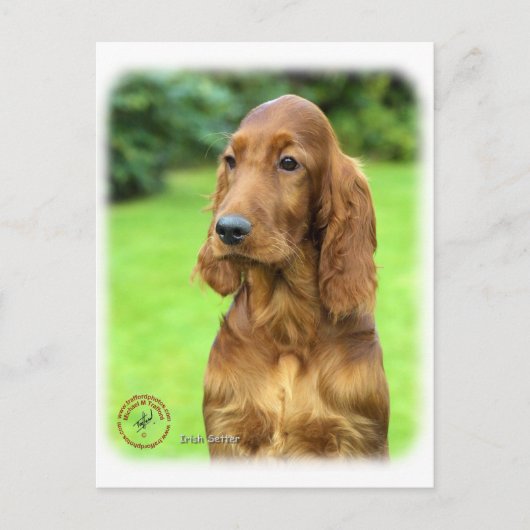 Irish Setter 9T004D-349 Briefkaart (Voorkant)