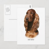 Irish Setter 9Y322D-116 Briefkaart (Voorkant / Achterkant)