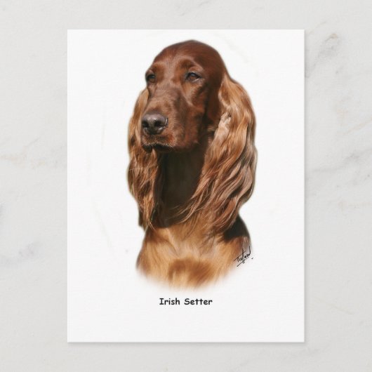 Irish Setter 9Y322D-116 Briefkaart (Voorkant)