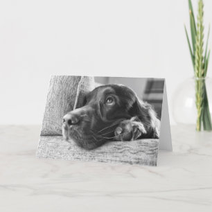 Irish Setter Blank Card Kaart