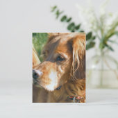 Irish Setter Briefkaart (Staand voorkant)