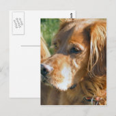 Irish Setter Briefkaart (Voorkant / Achterkant)