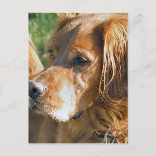 Irish Setter Briefkaart (Voorkant)