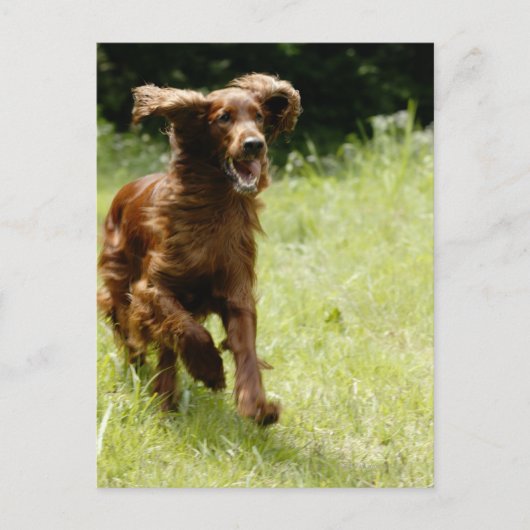 Irish Setter Briefkaart (Voorkant)