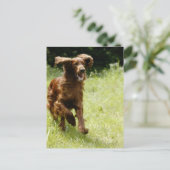 Irish Setter Briefkaart (Staand voorkant)