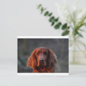 Irish Setter Briefkaart (Staand voorkant)