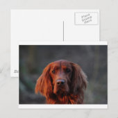 Irish Setter Briefkaart (Voorkant / Achterkant)