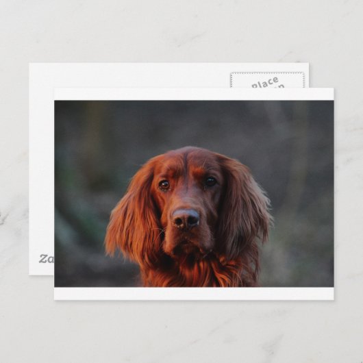 Irish Setter Briefkaart (Voorkant / Achterkant)