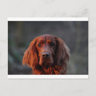 Irish Setter Briefkaart