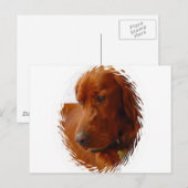 Irish Setter Briefkaart (Voorkant / Achterkant)