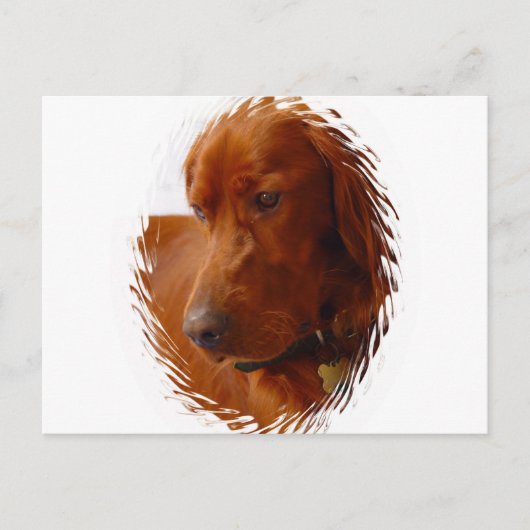 Irish Setter Briefkaart (Voorkant)
