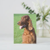 Irish Setter Briefkaart (Staand voorkant)