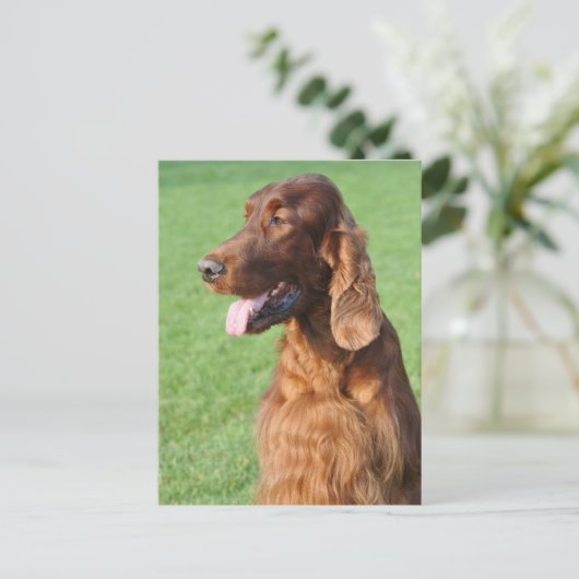 Irish Setter Briefkaart (Staand voorkant)