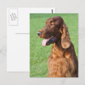 Irish Setter Briefkaart (Voorkant / Achterkant)