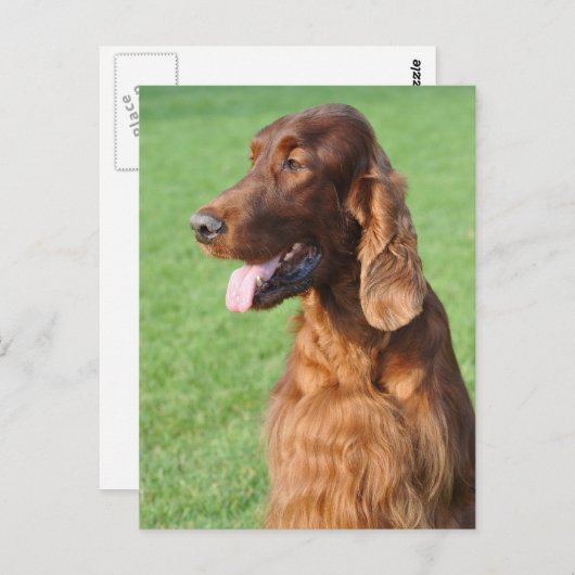Irish Setter Briefkaart (Voorkant / Achterkant)