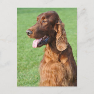 Irish Setter Briefkaart