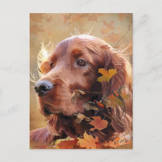 Irish Setter Briefkaart (Voorkant)