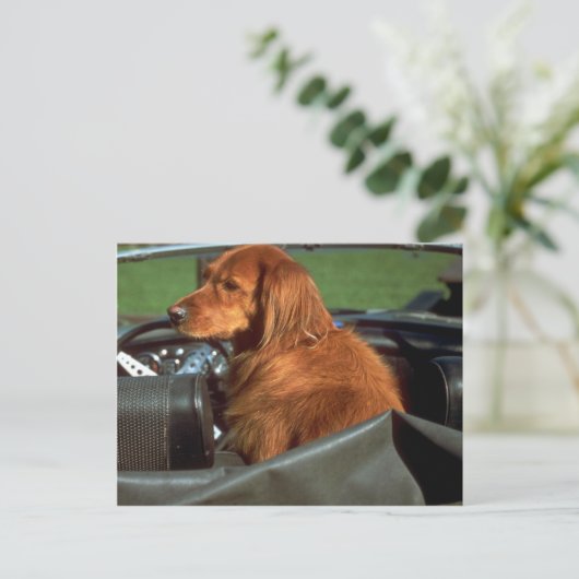 Irish Setter Briefkaart (Staand voorkant)