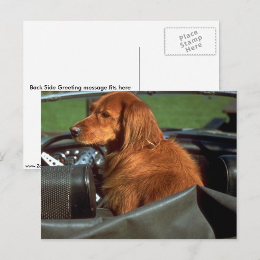 Irish Setter Briefkaart (Voorkant / Achterkant)