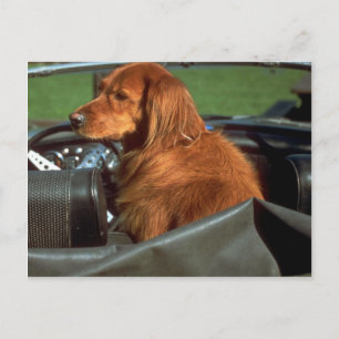 Irish Setter Briefkaart