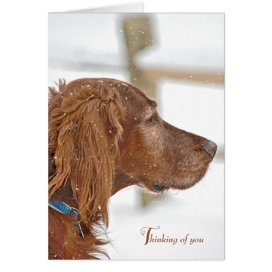 Irish Setter denkt aan jou (Voorkant)