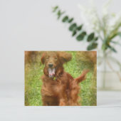 Irish Setter Dog Briefkaart (Staand voorkant)