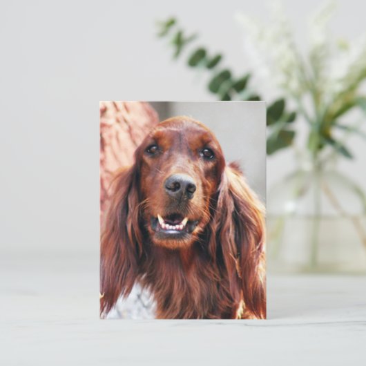 Irish Setter Dog Briefkaart (Staand voorkant)
