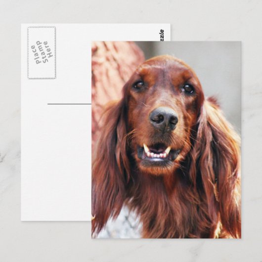 Irish Setter Dog Briefkaart (Voorkant / Achterkant)