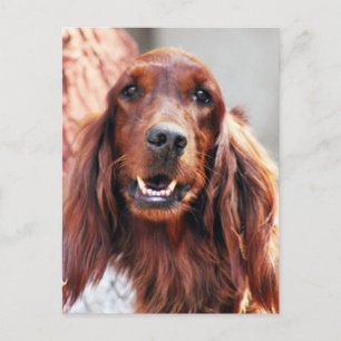 Irish Setter Dog Briefkaart