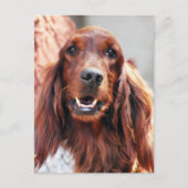 Irish Setter Dog Briefkaart (Voorkant)