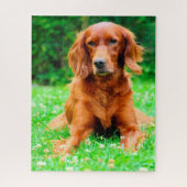 Irish Setter Dog. Legpuzzel (Verticaal)