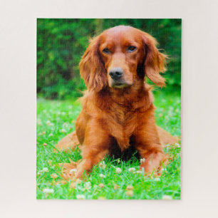 Irish Setter Dog. Legpuzzel