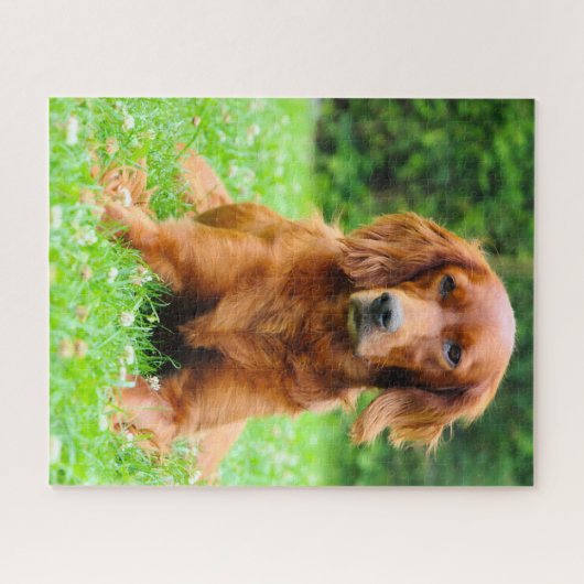 Irish Setter Dog. Legpuzzel (Horizontaal)