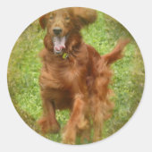 Irish Setter Dog Stickers (Voorkant)