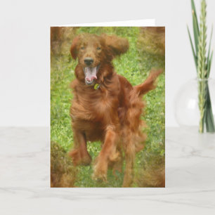 Irish Setter Dog Wenskaart Kaart