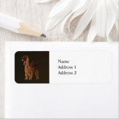 Irish Setter Etiket (Insitu)