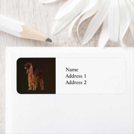 Irish Setter Etiket (Insitu)