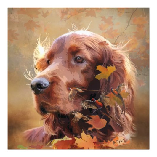 Irish Setter Foto Afdruk (Voorkant)