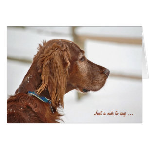 Irish Setter in winter denkt aan jou