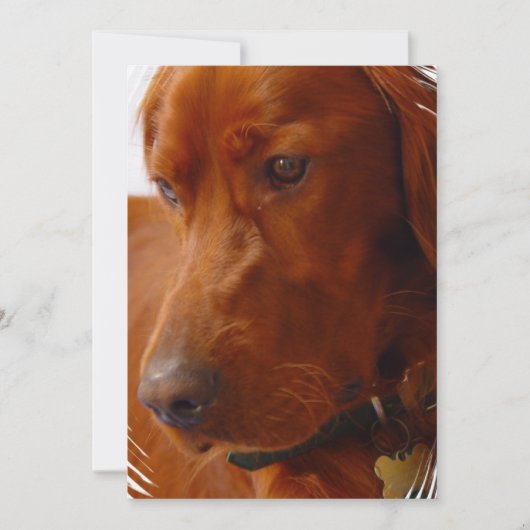 Irish Setter Invitation Kaart (Voorkant)