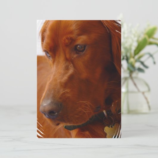 Irish Setter Invitation Kaart (Staand voorkant)
