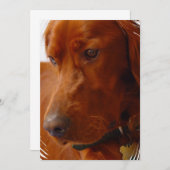 Irish Setter Invitation Kaart (Voorkant / Achterkant)